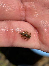 Google翻訳での事です ソマリ語でpeと打ち続け 日本語 Yahoo 知恵袋