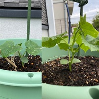 家庭菜園初心者です 5月14日にきゅうりの苗を植えてプランターで Yahoo 知恵袋