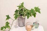 アイビーの水差しから植え替えの時期について 観葉植物のアイビーを水差ししていま Yahoo 知恵袋