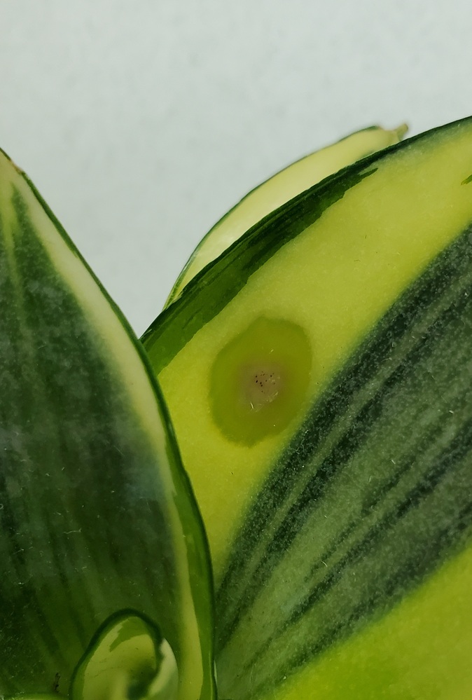 サンセベリア ゴールデンハニー の葉の一部が円状に透明になってし Yahoo 知恵袋