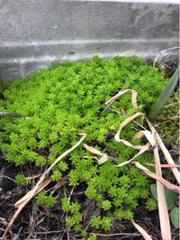 庭にあった苔がかわいらしくて 何という名前の苔かお教えください Yahoo 知恵袋