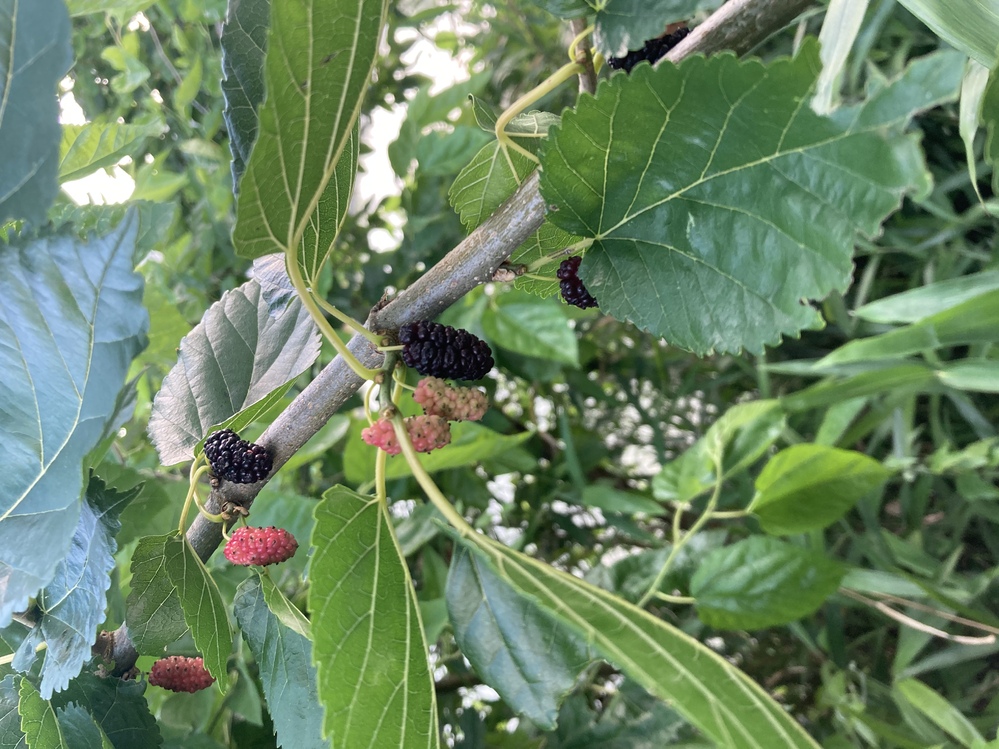 この木の実は食べれますか 何という植物なのかわかる方教えていただきたいです Yahoo 知恵袋