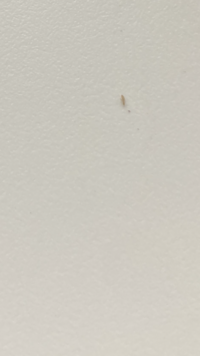 これってチャタテムシですか 3日前から1日に10匹程みます リビ Yahoo 知恵袋