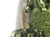 神戸付近でメダカが捕れる場所を教えて下さい 子どもを連れて自然のメダカや Yahoo 知恵袋