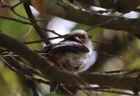 このかわいい鳥の名前はなんですか 公園で散歩中に撮影しました エナガ Yahoo 知恵袋