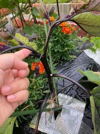 こんにちは ナスについて質問です これは脇芽じゃないと思う Yahoo 知恵袋