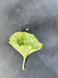 マクワウリの苗を育てているのですが 葉が黄色っぽくなっていた Yahoo 知恵袋