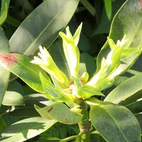 シャクナゲの花がら摘みと芽かきについて今年春に地植えにしたシャクナゲの花後 Yahoo 知恵袋