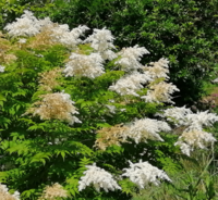 白い花が房状に咲く植物を見付けました ノリウツギかと思いましたが 葉 Yahoo 知恵袋