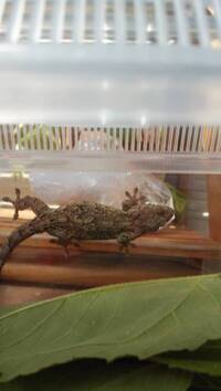 母がトカゲを庭で見つけたみたいなのですが調べても種類がわかりませ Yahoo 知恵袋