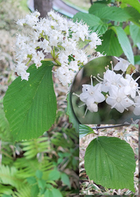 木本の花なのですが これは何という名前でしょうか ミズキ科のミズキや Yahoo 知恵袋