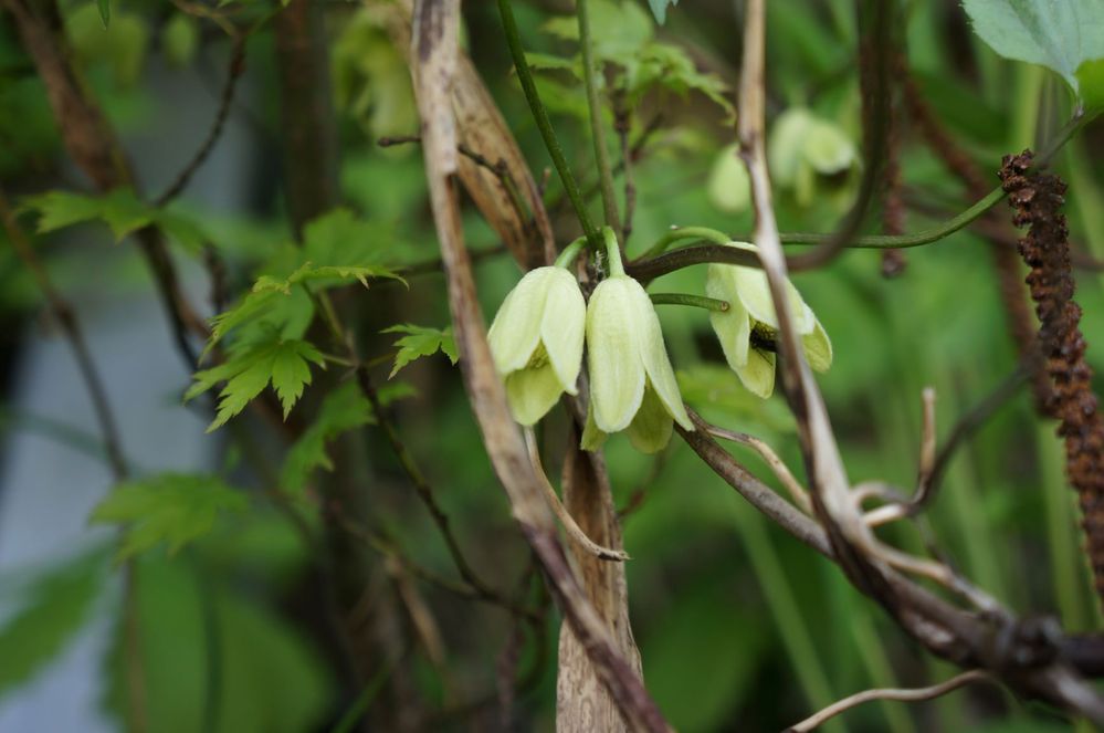 リンゴの花芽分化は7 8月ですが 花が咲くのは4 5月ですし 7 Yahoo 知恵袋