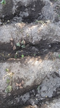 さつまいもの苗を２週間前に植えました 苗の葉のほとんどは枯れてしまい Yahoo 知恵袋