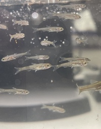 これは何の魚でしょうか 近所の河川で捕りました オイカワ Yahoo 知恵袋