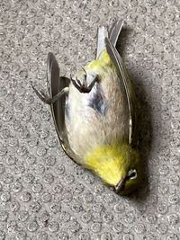 メジロが食べたらいけないもの 食べるものってなんですか W Yahoo 知恵袋