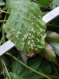 ブナの葉っぱに付いたこの害虫 指でこすっても剥がれません の名前を教えてく Yahoo 知恵袋