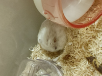 ジャンガリアンハムスター パールホワイト を飼っています 朝方 写真の Yahoo 知恵袋