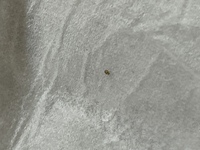 水槽の中に変な黒い動く虫がいます これは何という生き物なんですか 大き Yahoo 知恵袋