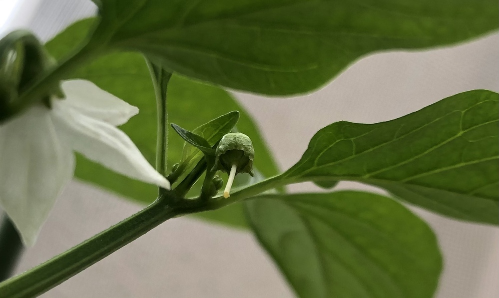 ピーマンの花びらだけが落ちてしまいましたが これは実になりますか Yahoo 知恵袋