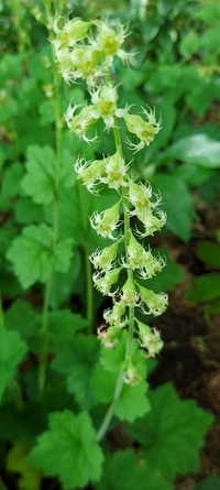 この花は何というのでしょうか ユキノシタ科テリマ グランディフロラ Yahoo 知恵袋