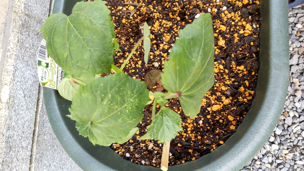 オクラを5 30に定植しましたが 葉に白い斑点がてきていました こらはハダ Yahoo 知恵袋