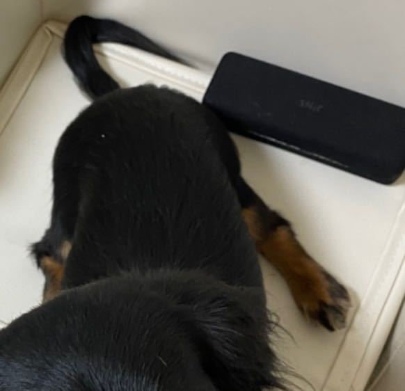 ミニチュアダックスの座り方が変です どちらも後ろ足が広がっ Yahoo 知恵袋