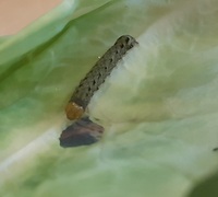 庭で見つけた小さい青虫をモンシロチョウかと思いキャベツをあげて育てていまし Yahoo 知恵袋