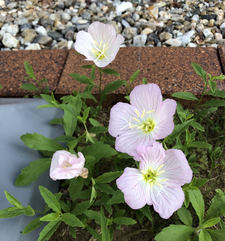 この植物の名前を教えてほしいです 先端部に小穂のようなものが付いて Yahoo 知恵袋