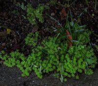 この植物の名前を教えてもらえませんか 今日雨の中 団地の駐 Yahoo 知恵袋
