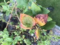 ５月頃からブルーベリーの枝先の葉が茶色に変色するようになりました 何かの病 Yahoo 知恵袋