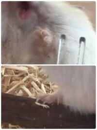 ハムスターの爪切りと病院に行く際の注意について そろそろハムスタ Yahoo 知恵袋