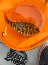 キビレとチヌは どっちがおいしいでしょうか 釣れてうれしいの Yahoo 知恵袋