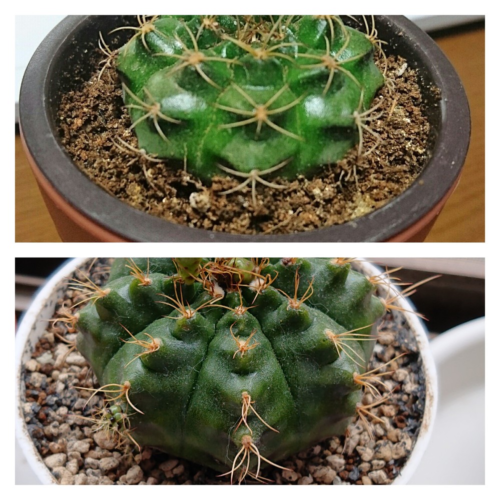 サボテンや多肉植物に肥料は必要ですか 購入した多肉植物用の土に有機物が含まれて Yahoo 知恵袋