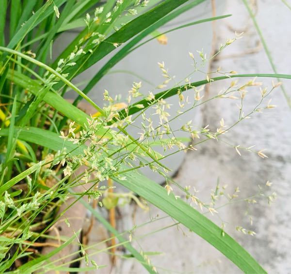 この雑草の名前を教えてください 白い小さい花が咲いています Yahoo 知恵袋