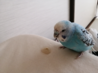 至急お願いします 今 セキセイインコが液体を吐きました首を縦に振っ Yahoo 知恵袋