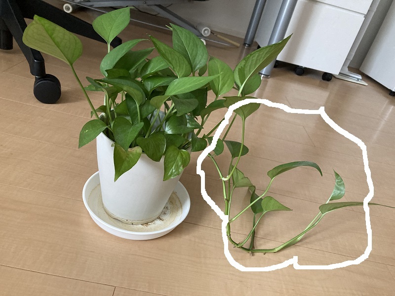 観葉植物のポトスなんですが で囲った部分だけがドンドン伸びてき Yahoo 知恵袋