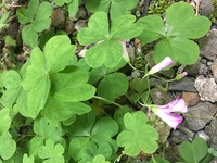 これは雑草ですか かわいいけど ムラサキカタバミだと思います Http Yahoo 知恵袋