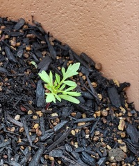 マリーゴールドの種まきについて 知り合いから種をいただきました 発芽率 Yahoo 知恵袋