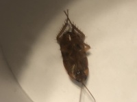 閲覧注意 これは何というゴキブリですか ゴキブリを家の中から完全に滅する Yahoo 知恵袋