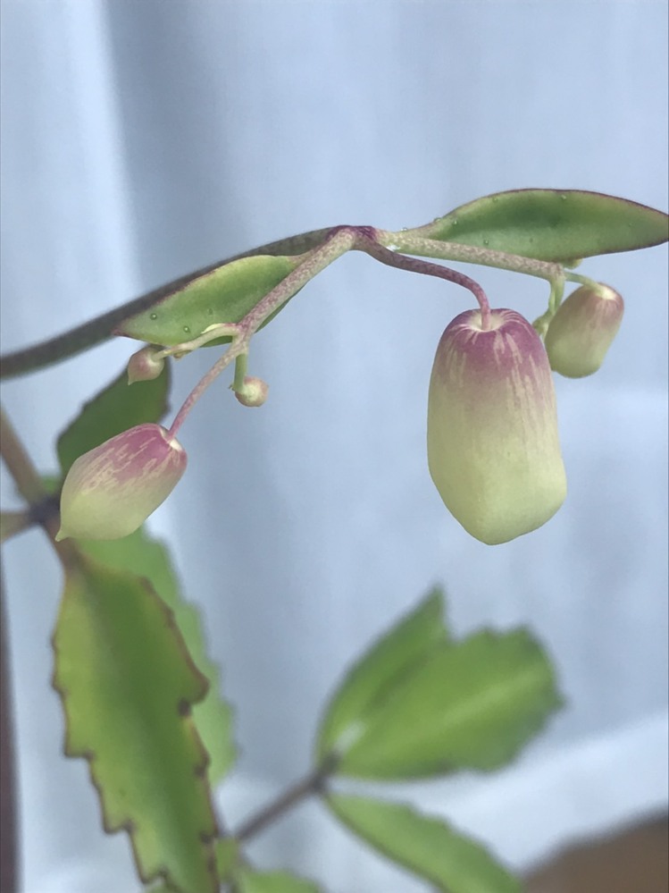 この花 実 は何かわかりますか ベンケイソウ科セイロンベンケイかと Yahoo 知恵袋