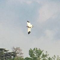 鳥の特定をお願いします 写真が小さくてすみません 田んぼを Yahoo 知恵袋