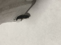 この虫の名前は何ですか 家の中にいた虫なのですが この虫の名前を Yahoo 知恵袋