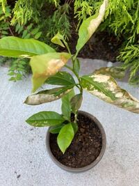 レモンの木ですが 何かの病気ですか 葉焼けのようですね 何 Yahoo 知恵袋