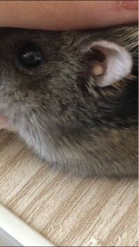 ハムスターについて 私が飼っているジャンガリアンハムスター Yahoo 知恵袋