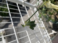ミニトマトを育てていますが第二花房辺りから葉の形が奇形しはじめま Yahoo 知恵袋