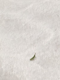 ペパーミントの葉にぴょんぴょん飛ぶ この小さな虫がいっぱい付いて Yahoo 知恵袋