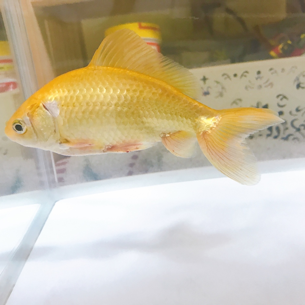 金魚の種類について 最近写真の子を購入したのですが 何という Yahoo 知恵袋