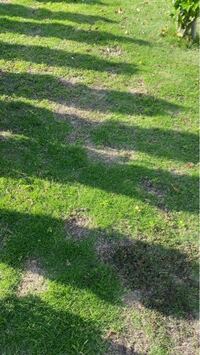 芝生がこのように、ポツポツと穴が開いているような状態なのですが、何か解決法はあるのでしょうか？それとも、ほっておけば、解決されるのでしょうか？教えてください。よろしくお願いいたします。 