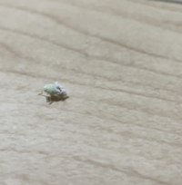 家に白い謎の虫が出たんですが これは何という名前の虫ですか 顔が Yahoo 知恵袋