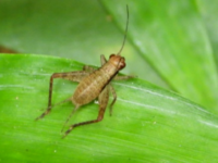 至急です 寝室から虫の声がします 家の中にいるのかどうかは本当に曖昧な Yahoo 知恵袋